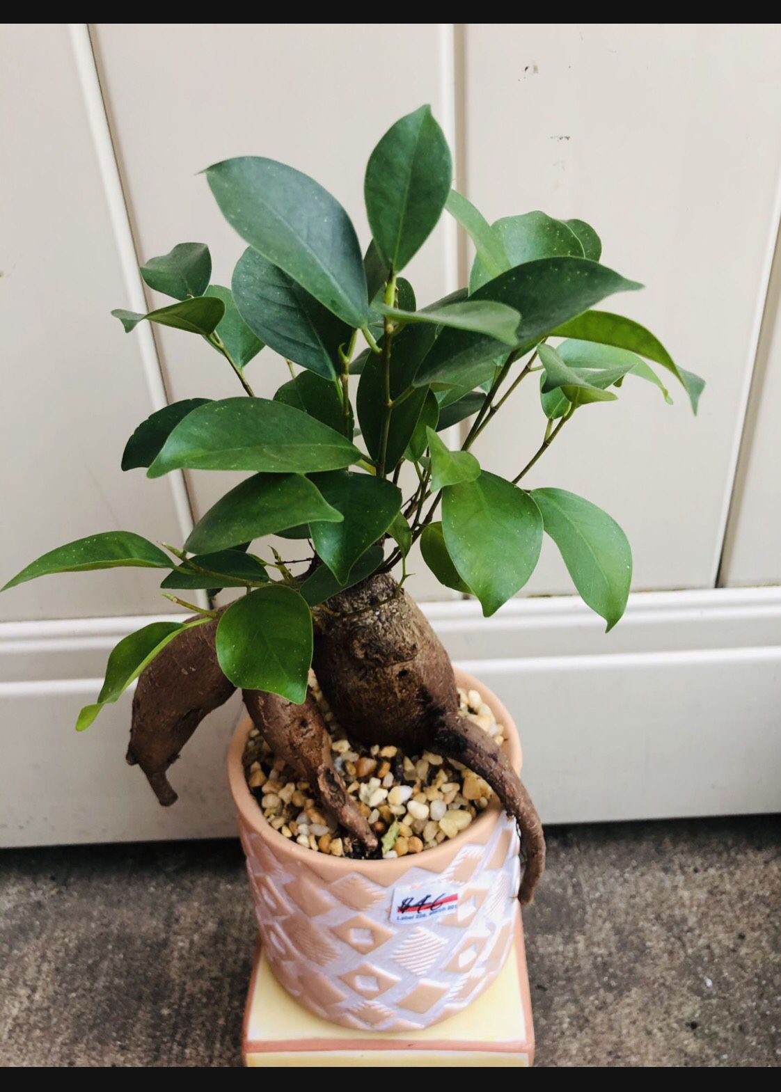 Bonsai Live Plant Indoor With Ceramic Pot 