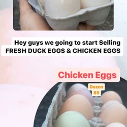 Fresh Eggs 