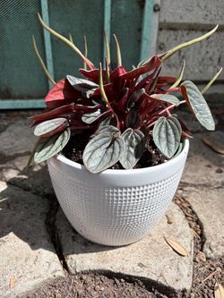 Peperomia Santorini or caperata plant
