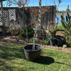 Japanese Maple Tree 🌴 In Planter 