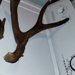 Antler 