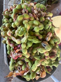 Guamuchiles 8$. Libra
