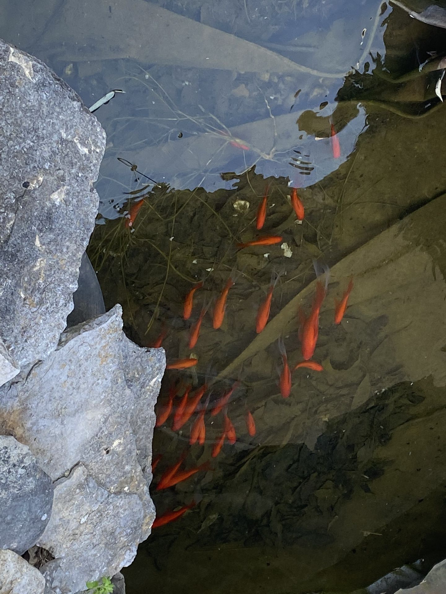 Goldfish