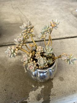 Succulent Pumpkin Pot