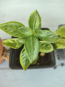 Basil plants