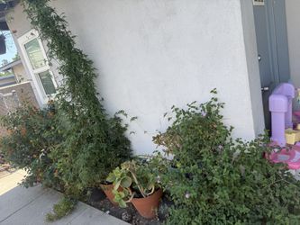 Outdoor Plants – Jasmine, Lantana, Succulent & More 🌿