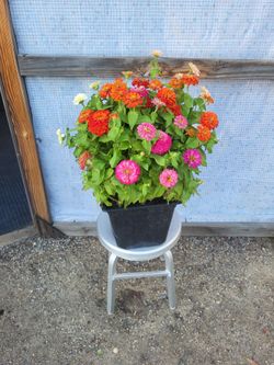 Zinnia Plant 14" Nursery Pot