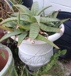 Aloe IN. Pot