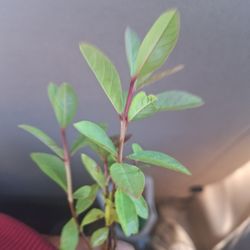 Guava Plant