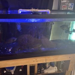 75G” Aquarium- Plus FX4 + Canister Filter + Aqua soil - 