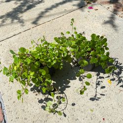 Swedish Ivy Plants