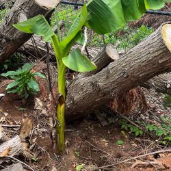 Three Large Bananas Tree 