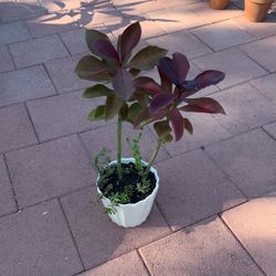 African Milk Bush Plant With Jellybean Succulents In White Ceramic Pot 