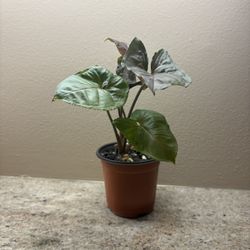 Indoor House Plant Arrowhead Plant 