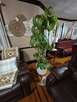 Large Dracaena Plant in White Pot