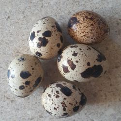 Quail eggs For Eating Unfertalized 12pk $4 15pk $5 24pk $8