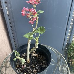 HERMOSAS PLANTAS NATURALES “GERANIOS PLANT 