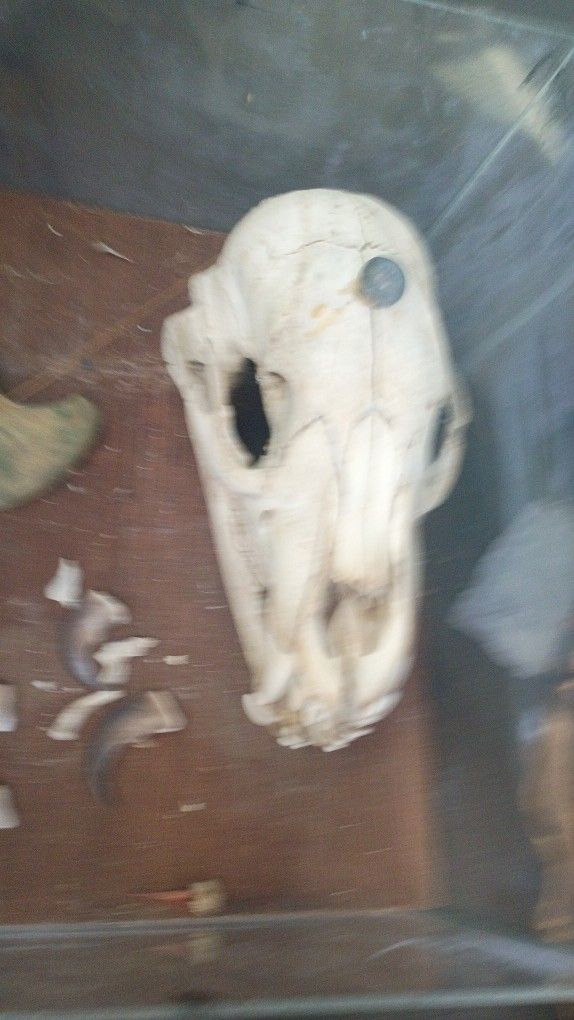 Halloween Decor Bear Skull