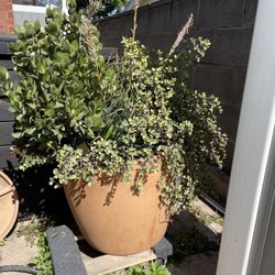 Succulent Arrangement 