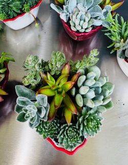 Succulent arrangements