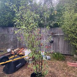 Heathy Growing Black Bamboo Plant In Large Black Plastic Nursery Pot 