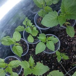 6 Tomatillo Plants $10