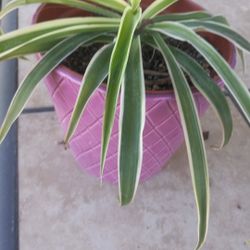 Spider Plant ,$6