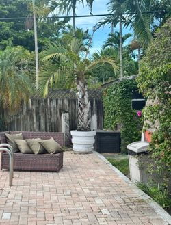Potted Areca Palm tree