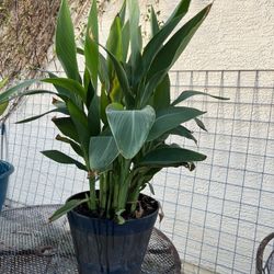 Yellow Canna Lillies