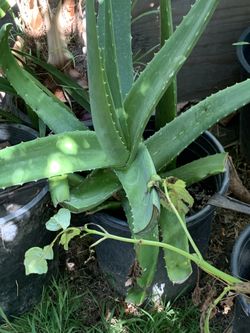 Planta de Savila /Aloe Verá