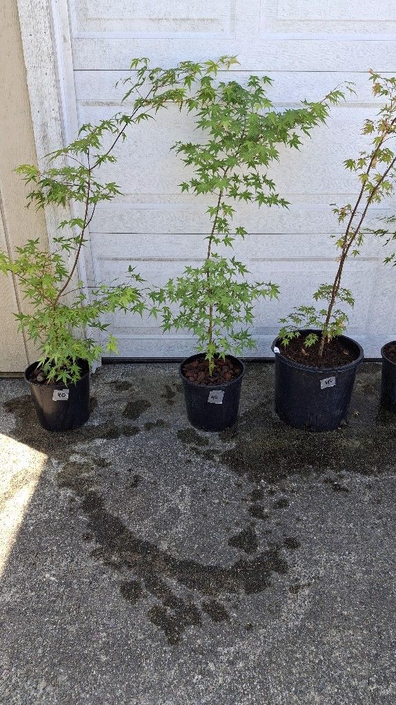Maple Trees