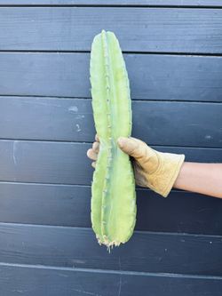 PERUVIAN APPLE CACTUS (Mexican Fence Post)