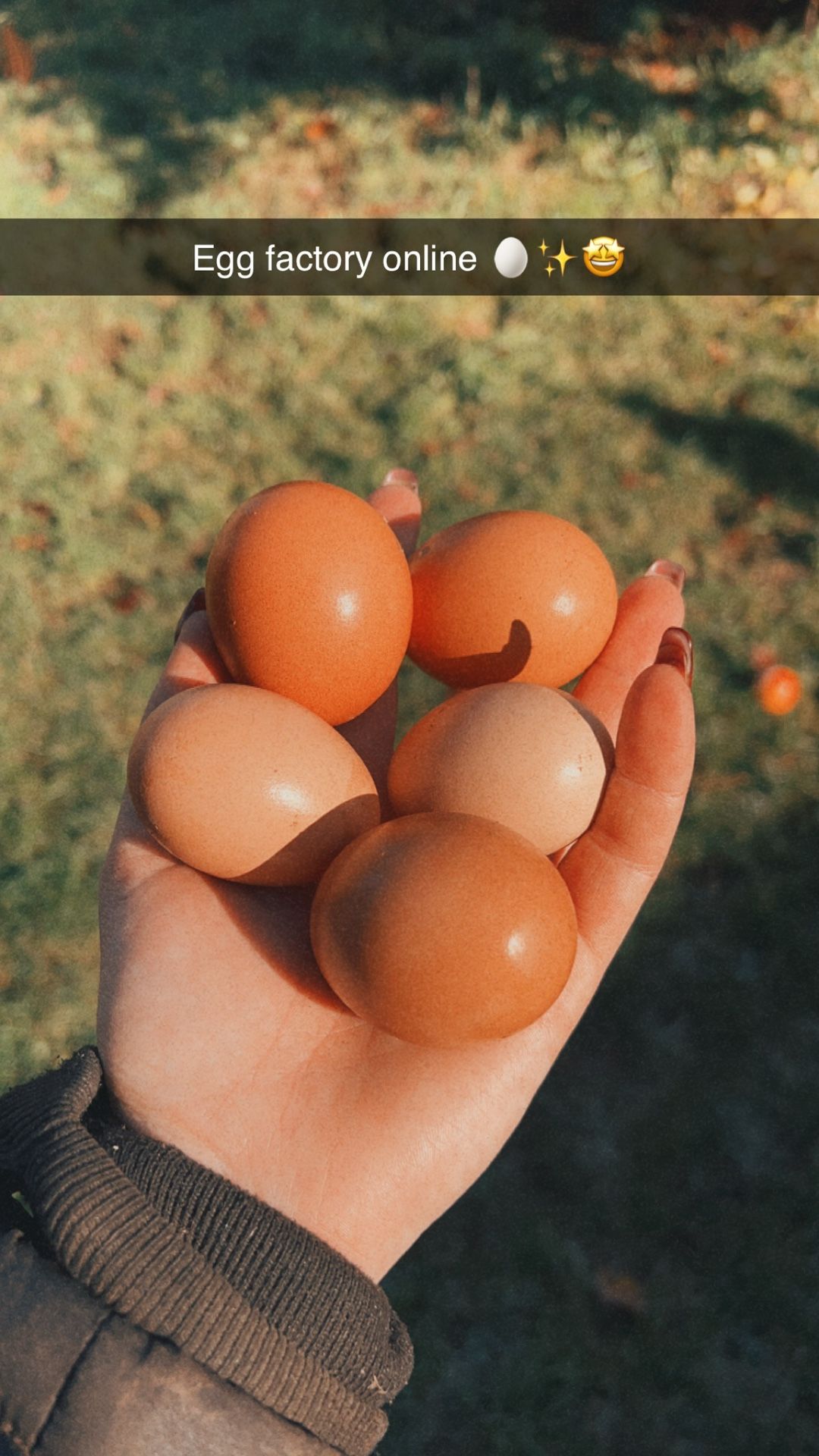 Farm Fresh Eggs ✨DAILY✨