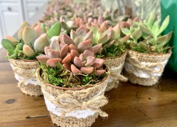 Baby shower party favors2"/ Succulent party favors,/Succulent baby shower favors/plant party favors/Adorable  Party Favors/live Succulent Arrangement