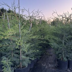 Leyland Cypress Trees