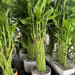 Lucky Bamboo In Ceramic Pot. SPECIAL PRICE 🤩