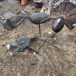 Turkey Decoys 