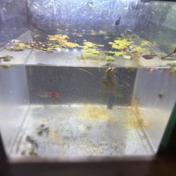 Small Fish Tank For Sale With Heater 