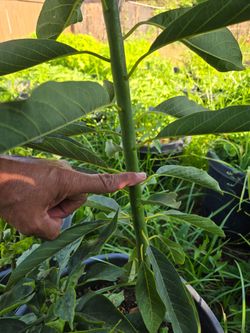 Hass Avocado Trees