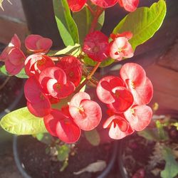 Planta Corona De Cristo 