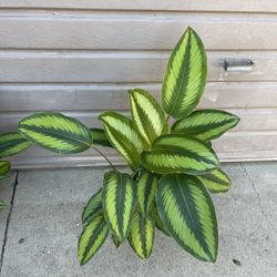 XL calathea beauty star 6” pot