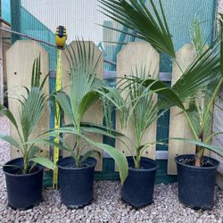 Mexican Fan Palms (4 sizes)