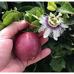 Passion Fruit  Plant  3gal  Plantas De Maracuya  En  3gal 