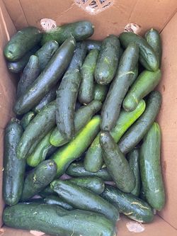 Cucumbers