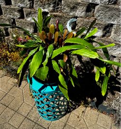Orchid cactus, large