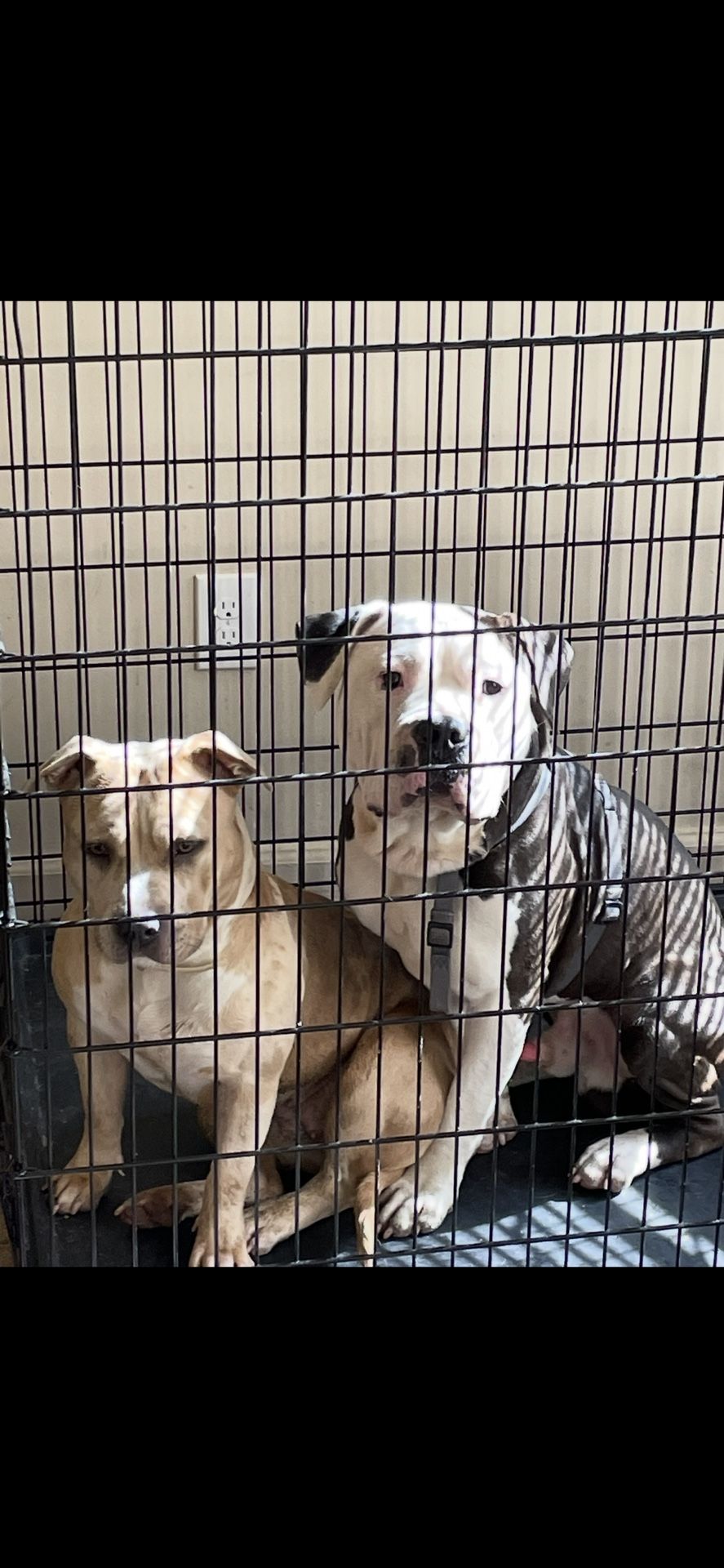 Large Dog Crate super Size