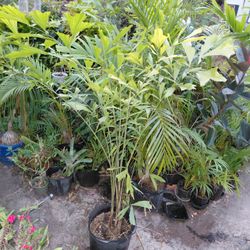 Fishtail Palm 6 ' Tall Landscape Palm