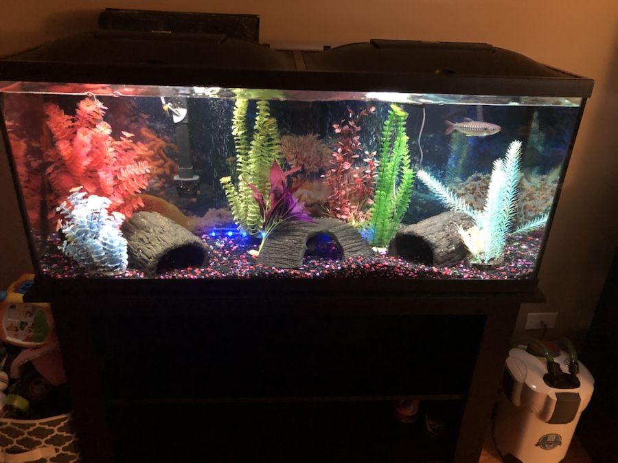 55 GAL AQUARIUM WITH CANNISTER/STAND ALL ACCESORIES