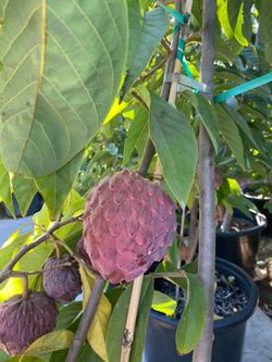 Red Geffner Atemoya Fruit Tree
