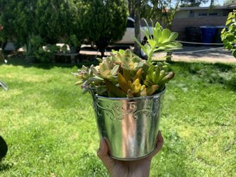 Small plants